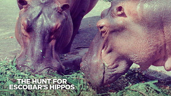 The Hunt for Escobar's Hippos