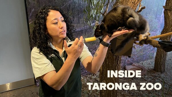 Inside Taronga Zoo