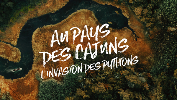 Au pays des Cajuns: l'invasion des pythons