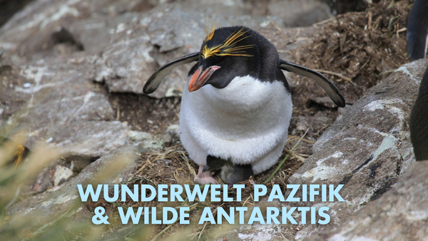 Wunderwelt Pazifik & Wilde Antarktis