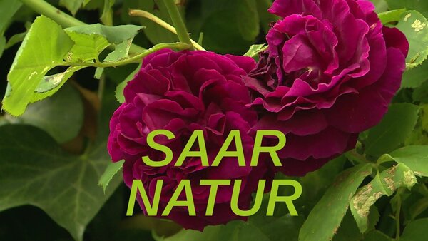 Saar Natur
