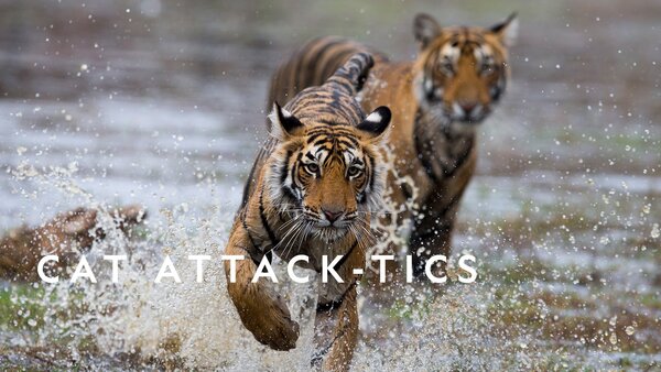 Cat Attack-Tics