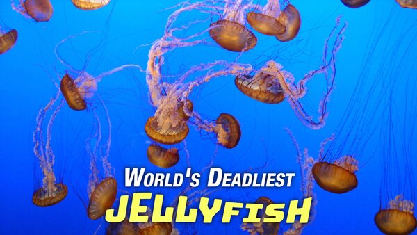 World's Deadliest Jellyfish