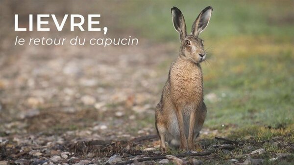 Lièvre, le retour du capucin