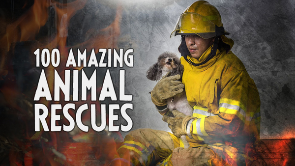 100 Amazing Animal Rescues