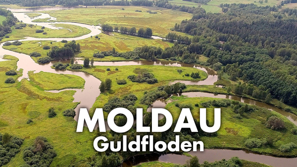 Moldau: Guldfloden