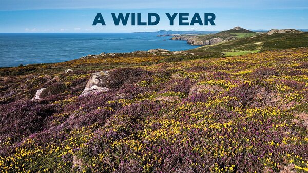 A Wild Year