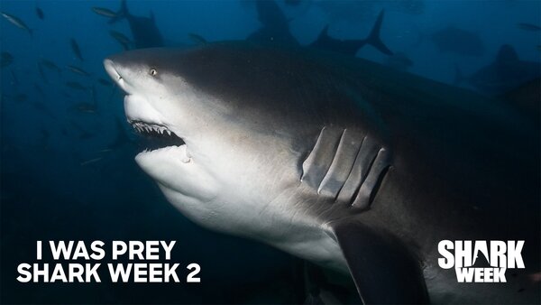 I Was Prey Shark Week 2