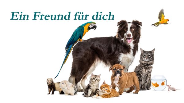 Ein Freund für dich