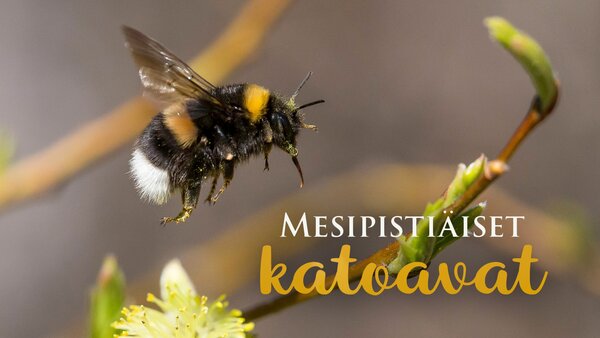Mesipistiäiset katoavat