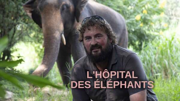 L'hôpital des éléphants