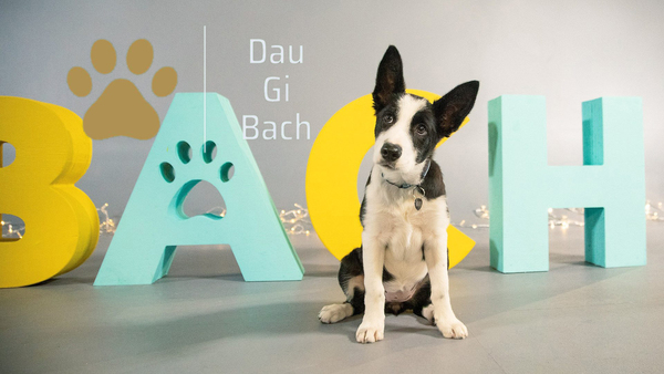 Dau Gi Bach