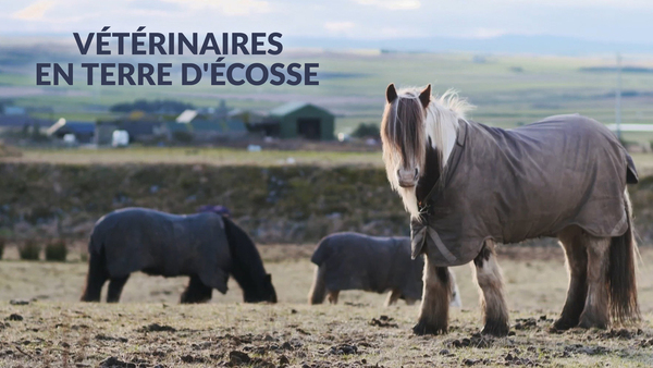 Vétérinaires en terre d'Écosse