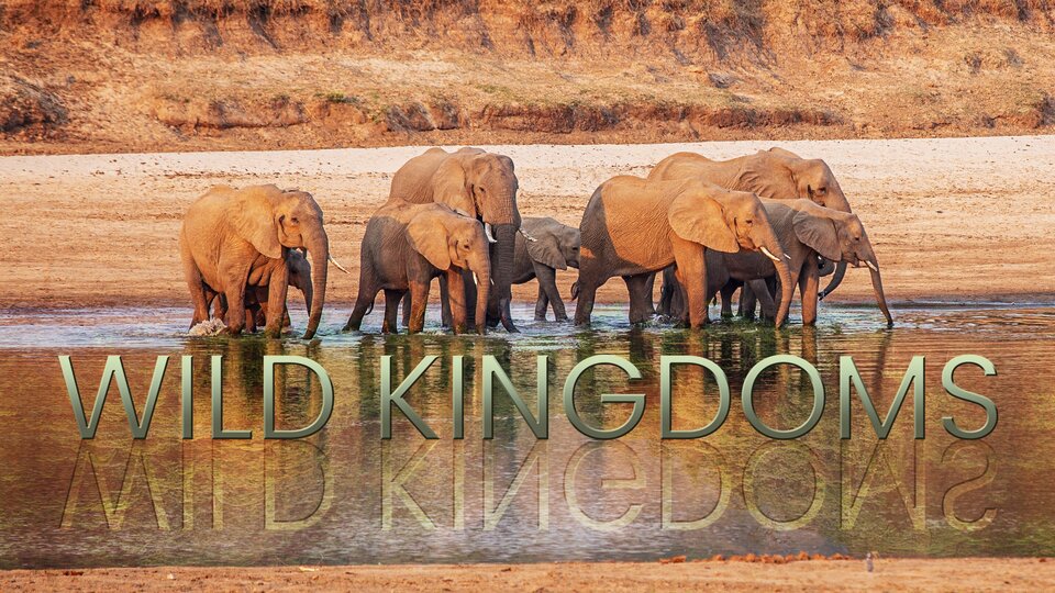 Wild Kingdoms