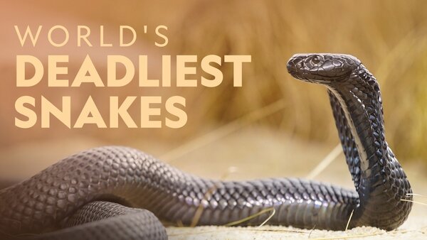 World's Deadliest Snakes