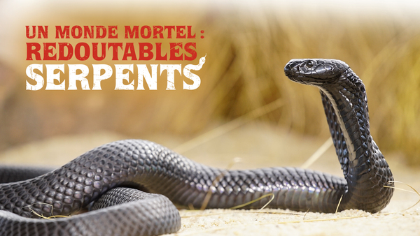 Un monde mortel : redoutables serpents