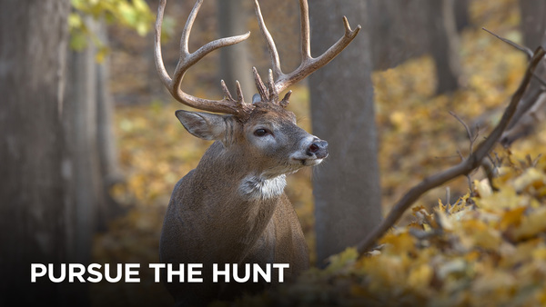 Pursue the Hunt