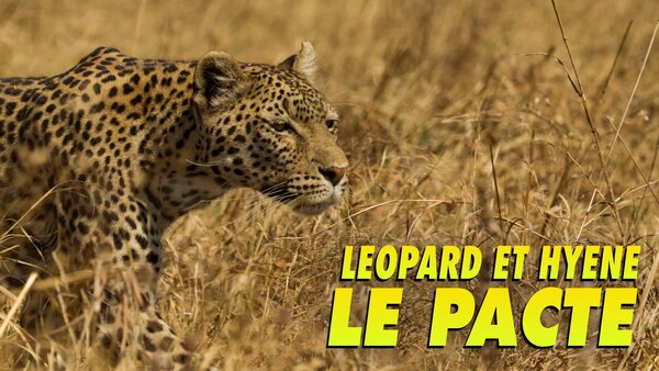 Léopard et hyène : le pacte
