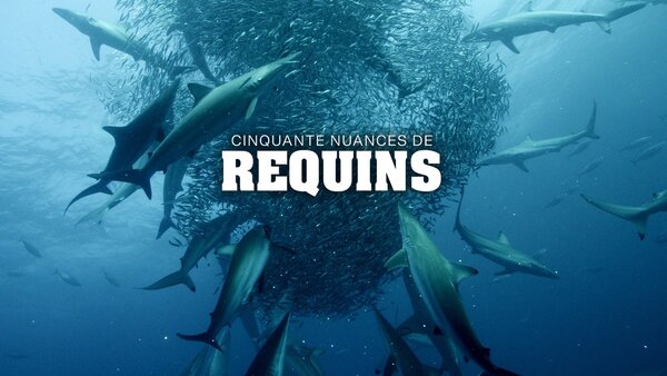 Cinquante nuances de requins