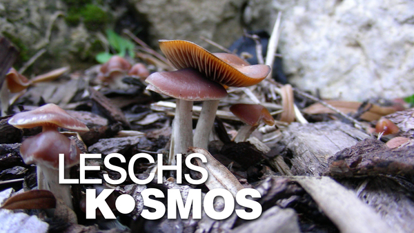Leschs Kosmos
