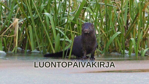 Luontopäiväkirja