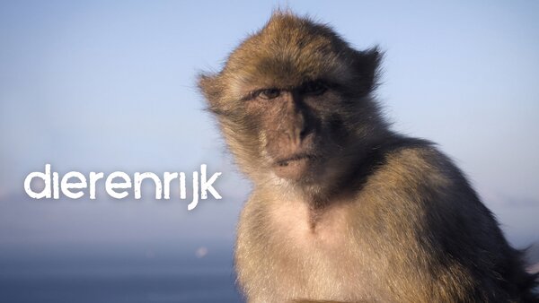 Dierenrijk
