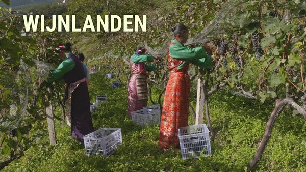 Wijnlanden