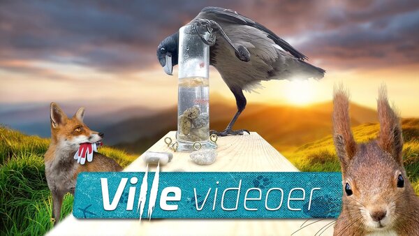 Ville videoer