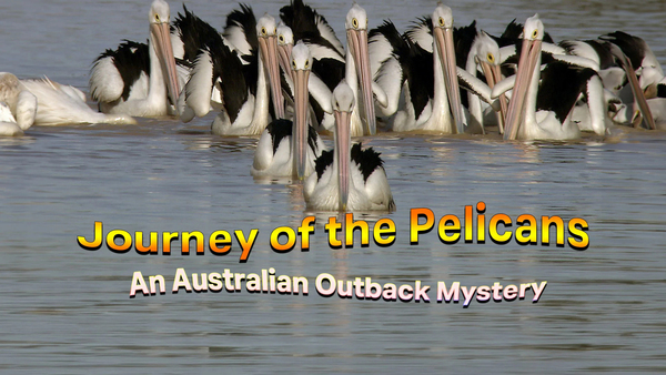 Journey of the Pelicans - An Australian Outback Mystery