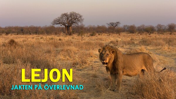 Lejon: Jakten på överlevnad