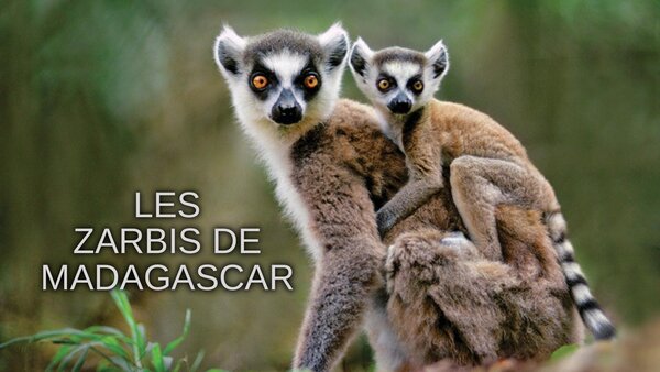 Les zarbis de Madagascar