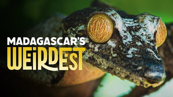 Madagascar's Weirdest