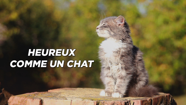 Heureux comme un chat