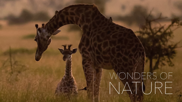 Wonders of Nature