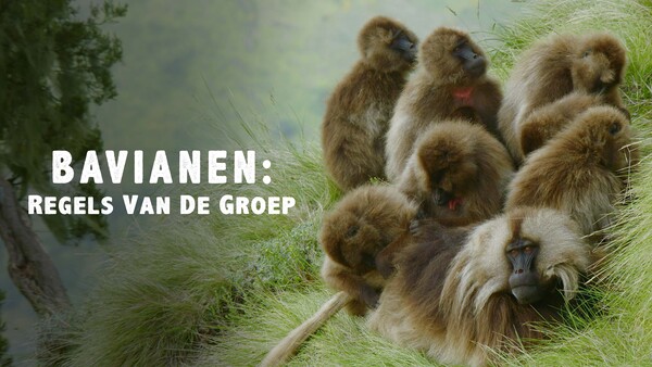 Bavianen: regels van de groep