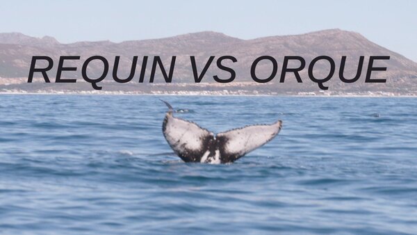 Requin vs Orque