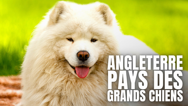 Angleterre, pays des grands chiens