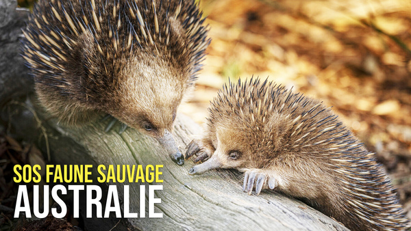 SOS faune sauvage : Australie