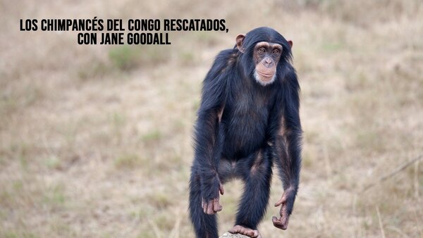 Los chimpancés del Congo rescatados, con Jane Goodall
