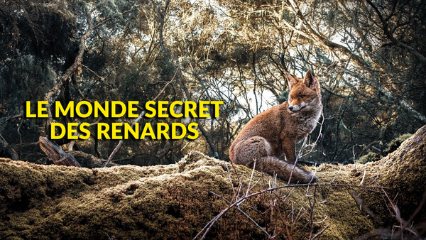 Le monde secret des renards