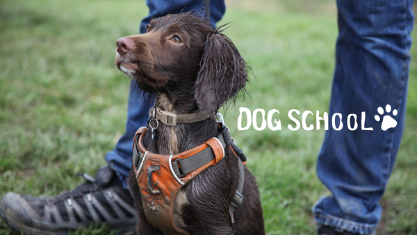 Dog School