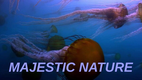Majestic Nature