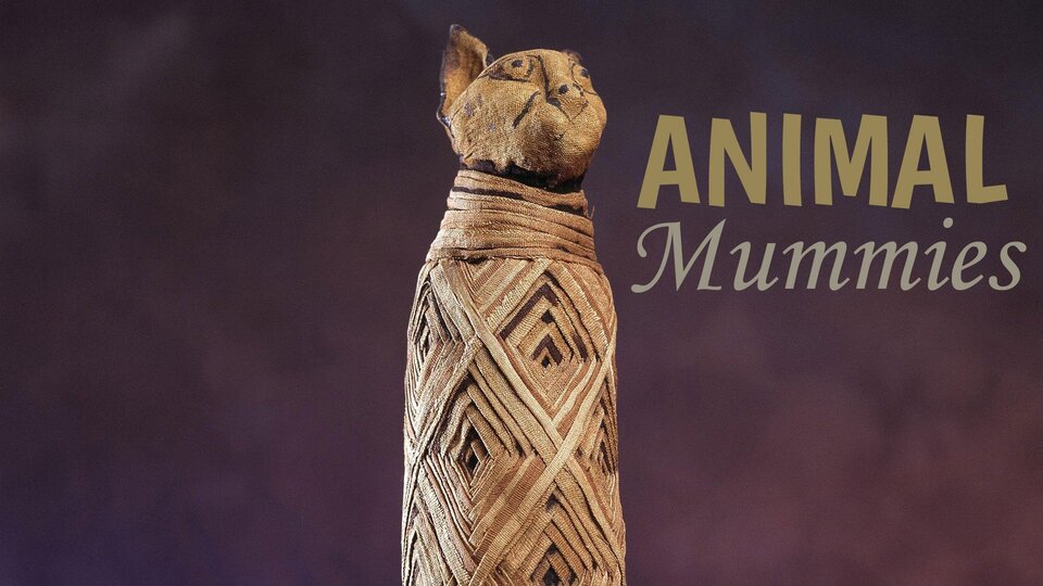 Animal Mummies