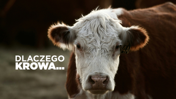 Dlaczego krowa...