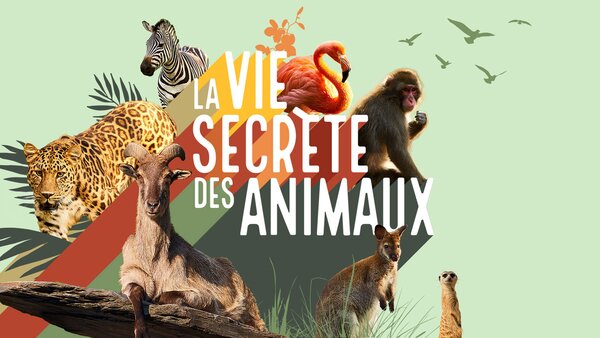 La vie secrète des animaux