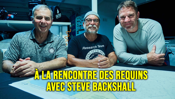 À la rencontre des requins avec Steve Backshall