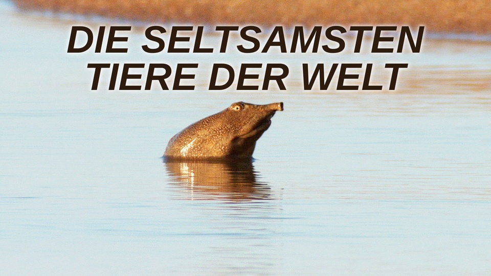 Die seltsamsten Tiere der Welt