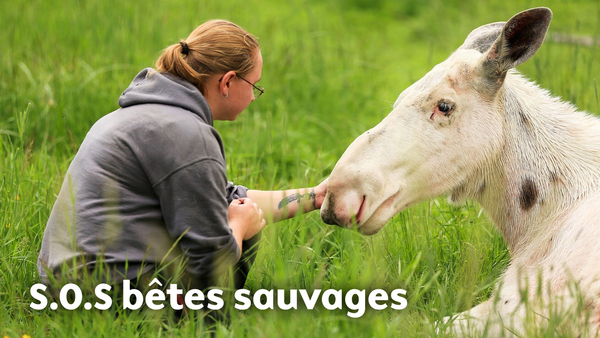 SOS bêtes sauvages