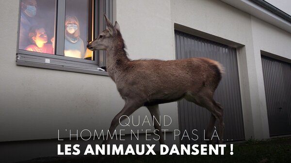 Quand l'homme n'est pas là, les animaux dansent !