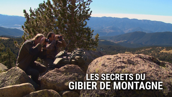 Les secrets du gibier de montagne